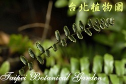 大刺蕨，葉子的圖片