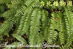 大刺蕨，整株的圖片