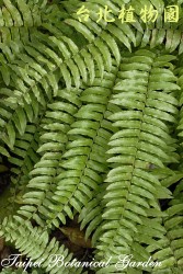 大刺蕨，整株的圖片(局部)