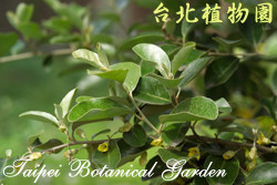 蓬萊胡頹子，葉子的圖片