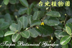 蓬萊胡頹子，葉子的圖片