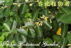 蓬萊胡頹子，葉子與花的圖片