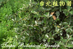 蓬萊胡頹子，葉子的圖片