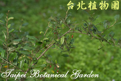 臺灣胡頹子，葉子的圖片