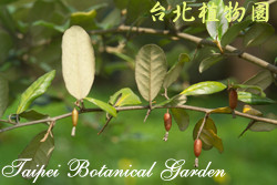 臺灣胡頹子，果實與葉子的圖片