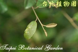 臺灣胡頹子，葉子的圖片