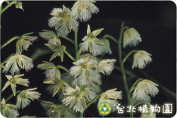 錫蘭橄欖，花朵的圖片