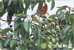 錫蘭橄欖，果實的圖片