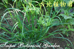 牛筋草，葉子的圖片