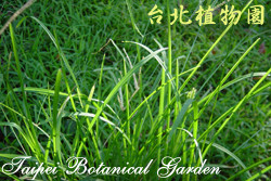 牛筋草，葉子的圖片