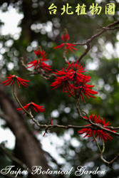 火炬刺桐，花朵的圖片