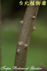 火炬刺桐，枝幹的圖片