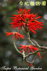 火炬刺桐，花朵的圖片