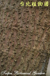 火炬刺桐，樹皮的圖片