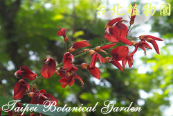 雞冠刺桐，花朵的圖片