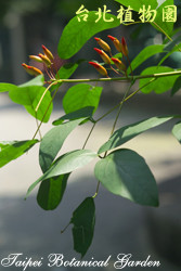 雞冠刺桐，花朵的圖片