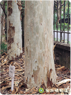 檸檬桉，樹幹的圖片