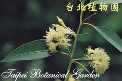 大葉桉，葉子與花朵的圖片