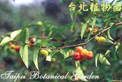 稜果蒲桃，結果的照片