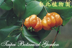 稜果蒲桃，果實的圖片