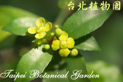 菱葉衛矛，果實的圖片