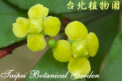 菱葉衛矛，花朵的圖片