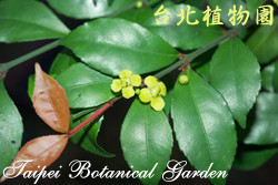 菱葉衛矛，花朵與葉子的圖片