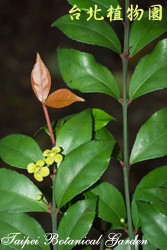 菱葉衛矛，葉子與莖與小花朵的圖片