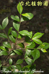 菱葉衛矛，葉子的圖片