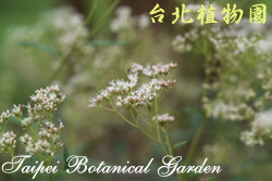 臺灣澤蘭，花朵的圖片