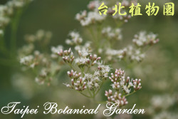 臺灣澤蘭，花朵的圖片