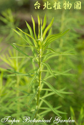 岩大戟，葉子的圖片