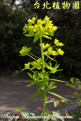 岩大戟，整株花朵的圖片