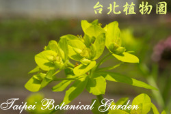 岩大戟，葉子的圖片