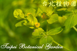 岩大戟，葉子的圖片