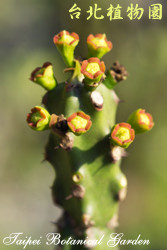 金剛纂，果實的圖片