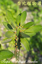 金剛纂，葉子與果實的圖片