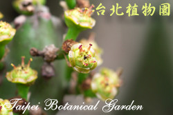 金剛纂，果實的圖片