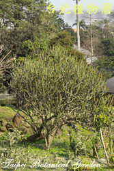 金剛纂，樹的圖片