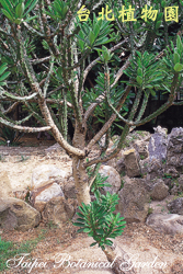 金剛纂，全株的圖片