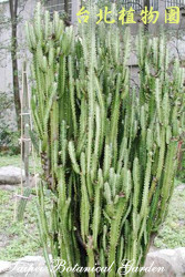 三角霸王鞭，莖的圖片