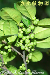 濱柃木，果實與葉子的圖片