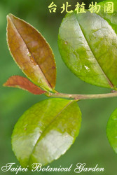 濱柃木，葉子的圖片