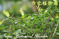 濱柃木，果實與葉子的圖片