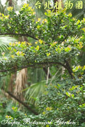 濱柃木，葉子的圖片