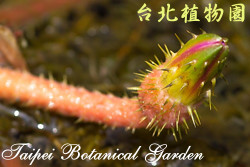 芡 ，花朵的圖片