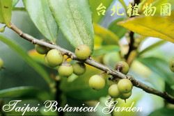 柃木，果實的圖片