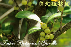 柃木，果實與葉的圖片