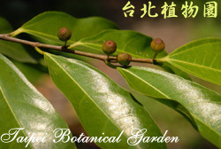 菲律賓榕，葉與果實的圖片