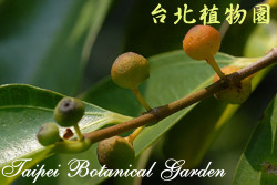 菲律賓榕，果實的圖片